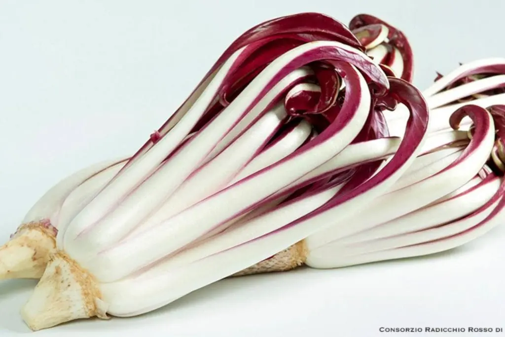 Radicchio