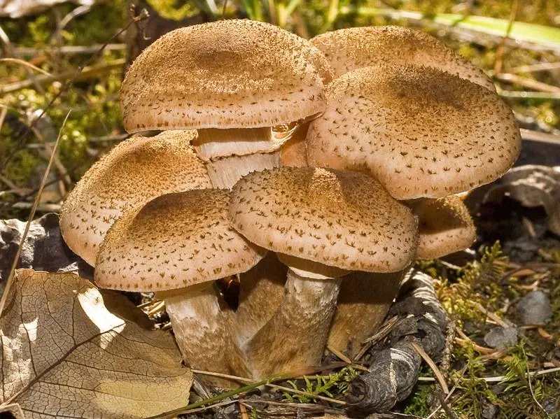 Honey mushroom