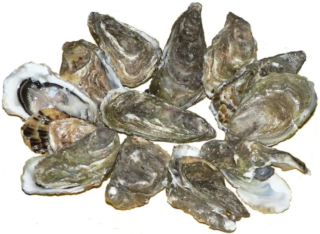 Oysters