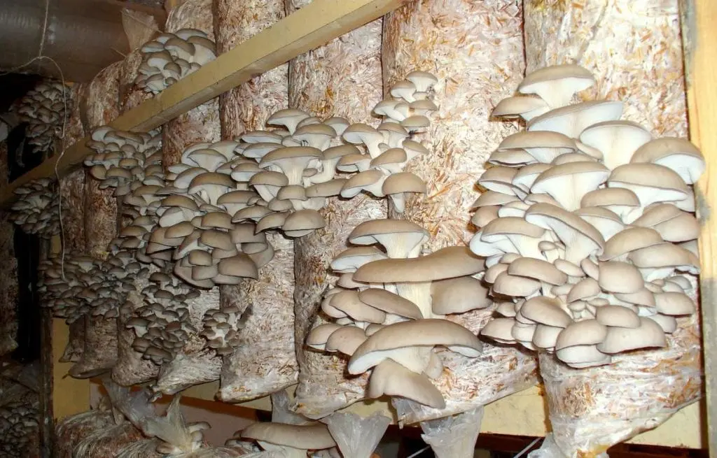 Oyster mushroom