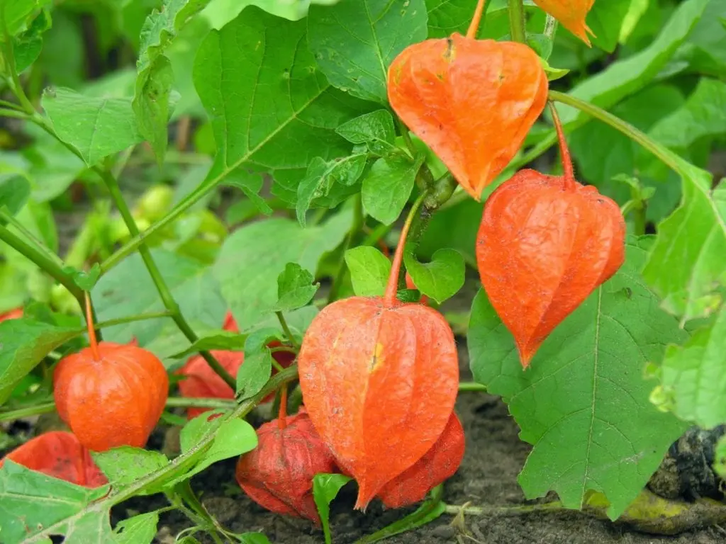 Physalis