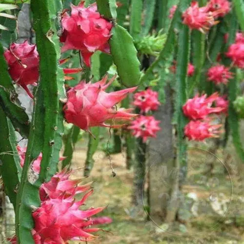 Dragon Fruit