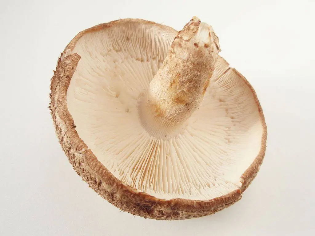 Shiitake