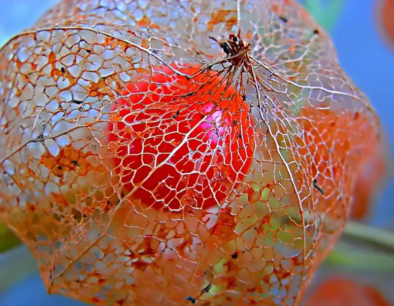 Physalis