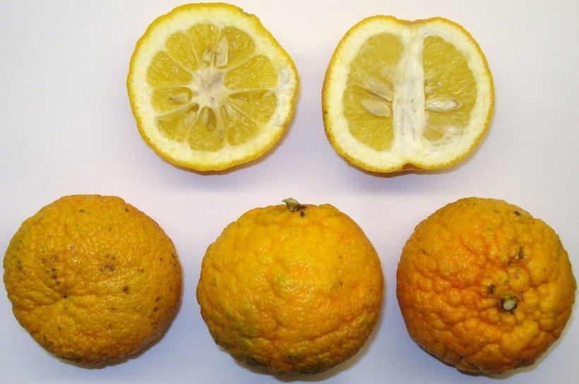 Bitter orange