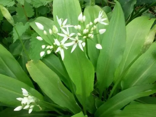 Wild garlic (Ramson)