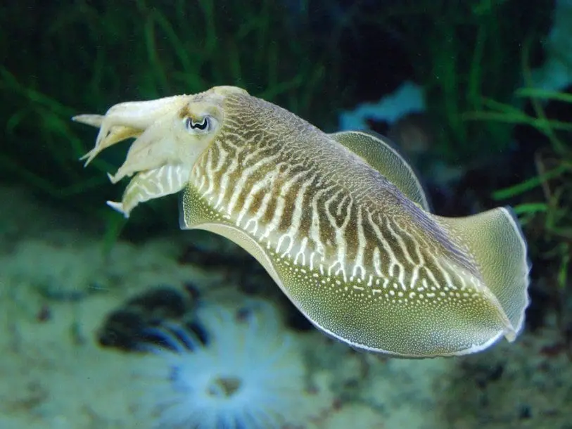 Cuttlefish