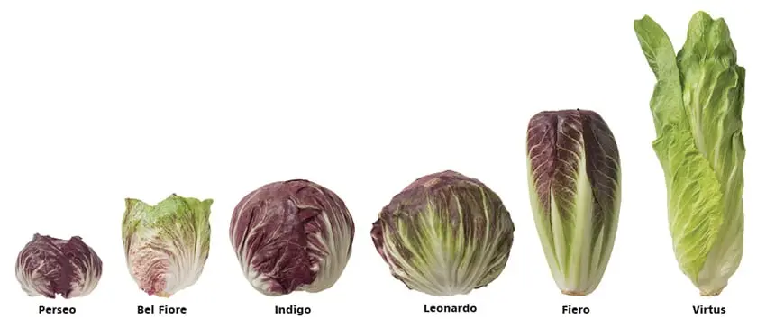 Radicchio