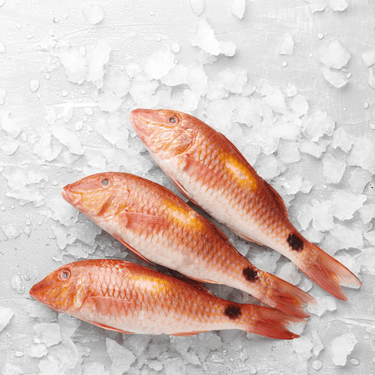 Red mullet description of the fish. Health benefits and