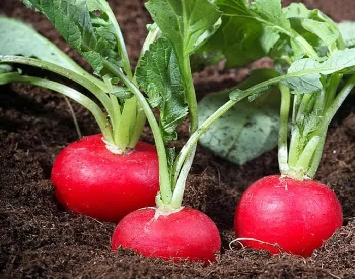 Radish