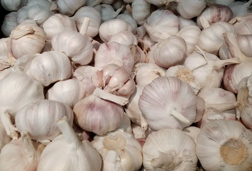 Garlic