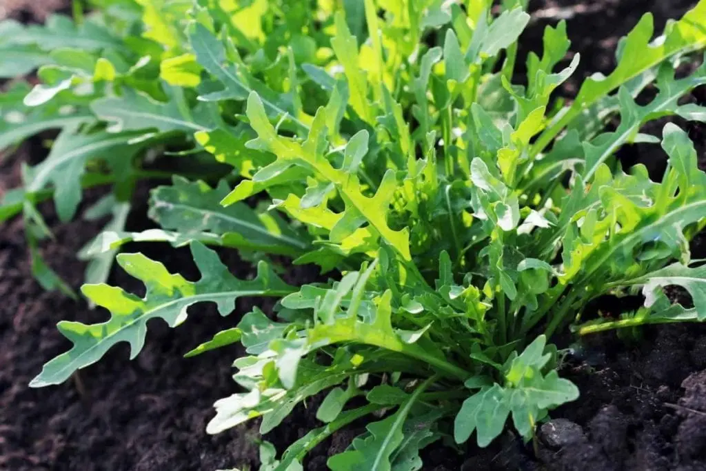 Arugula