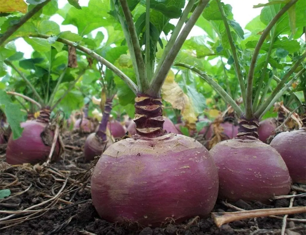 Rutabaga