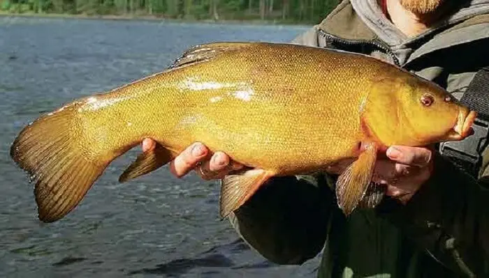 Tench