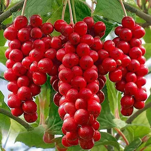 Chinese Schisandra