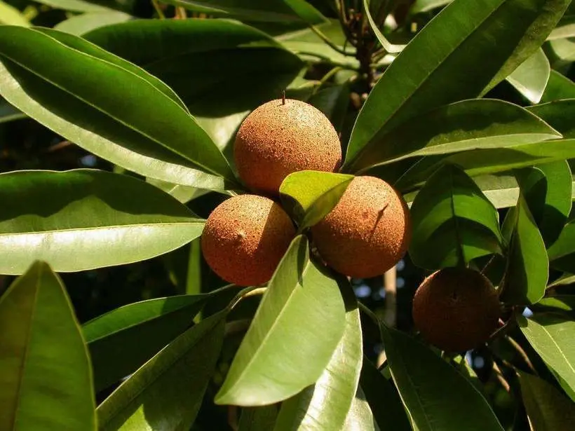 Sapodilla