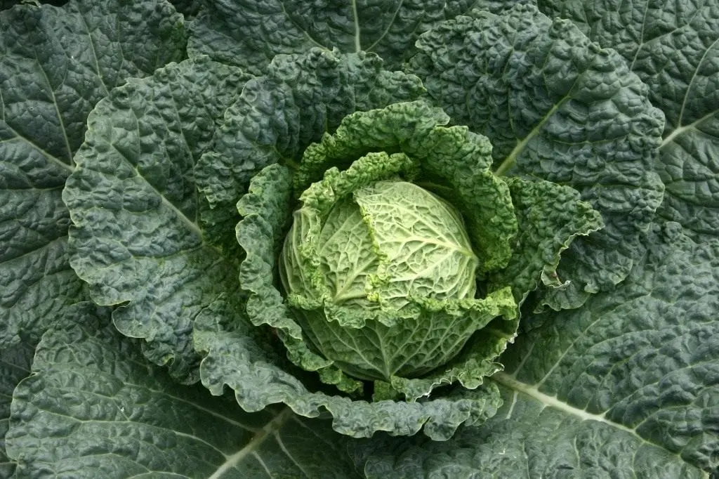 Savoy Cabbage