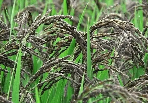 Wild rice