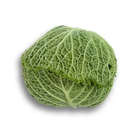 Savoy cabbage