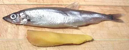 Capelin