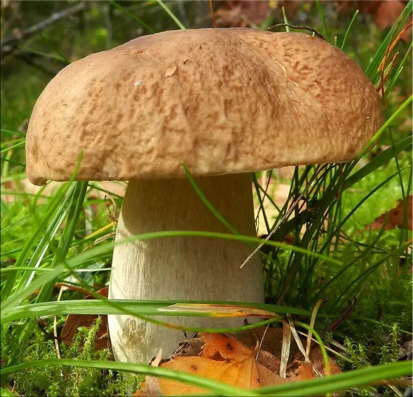 Porcini mushroom