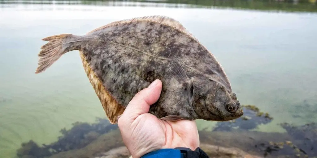 Flounder