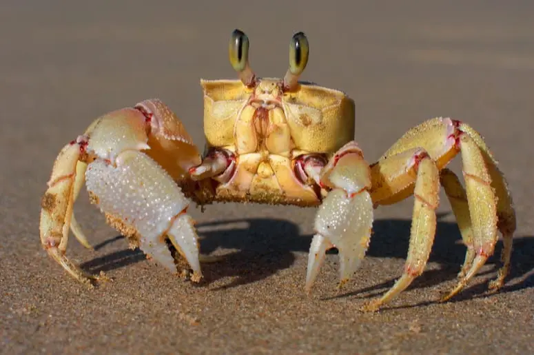 Crab