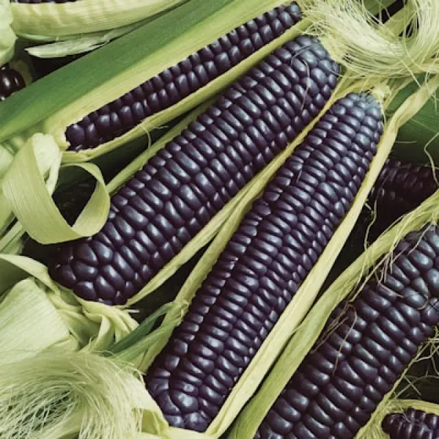 Corn