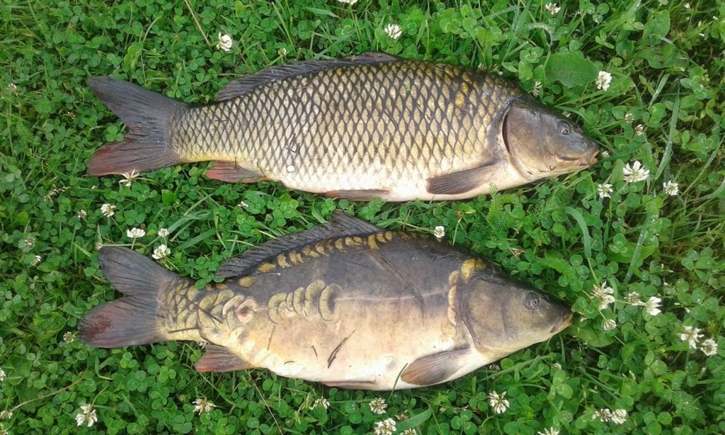 Carp &#8211; what kind of fish is it. Health Benefits and Harm.
