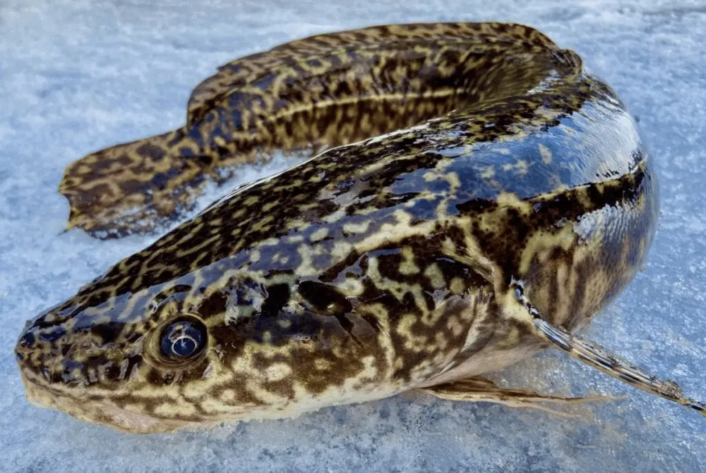 Burbot