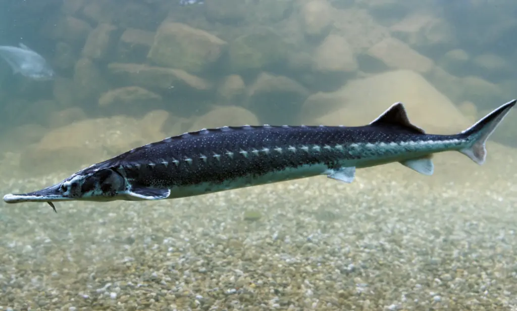 Sturgeon