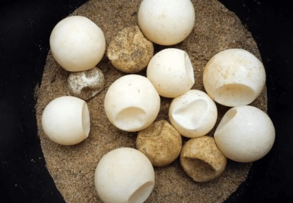 Turtle eggs