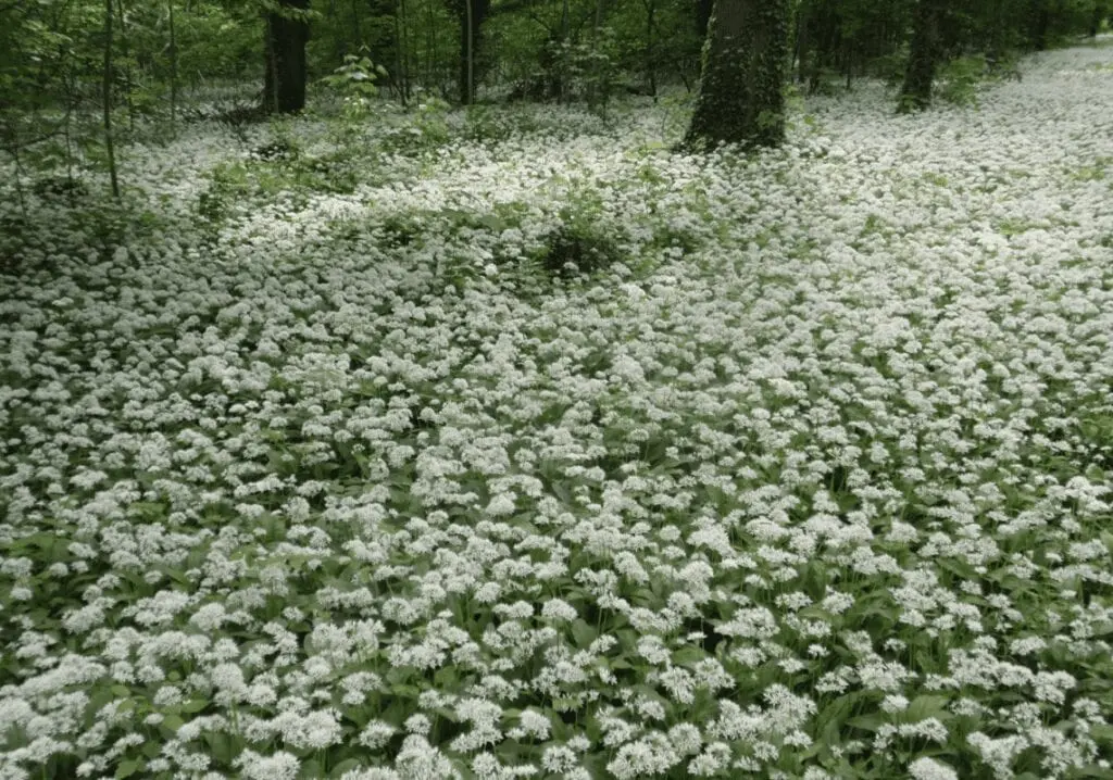 Wild garlic (Ramson)