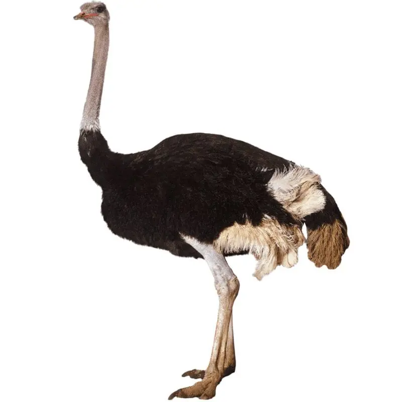 Ostrich