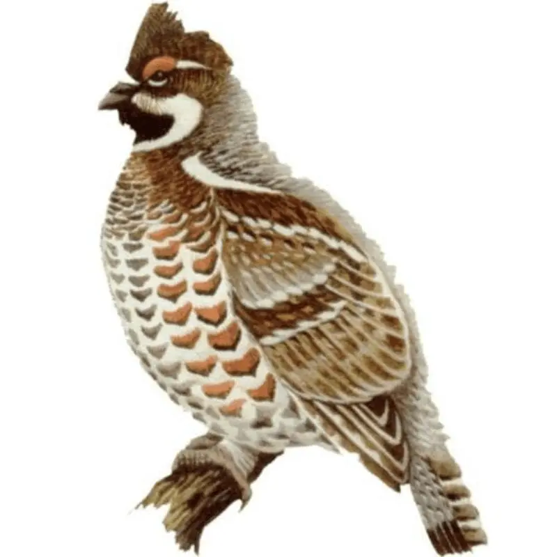 Grouse