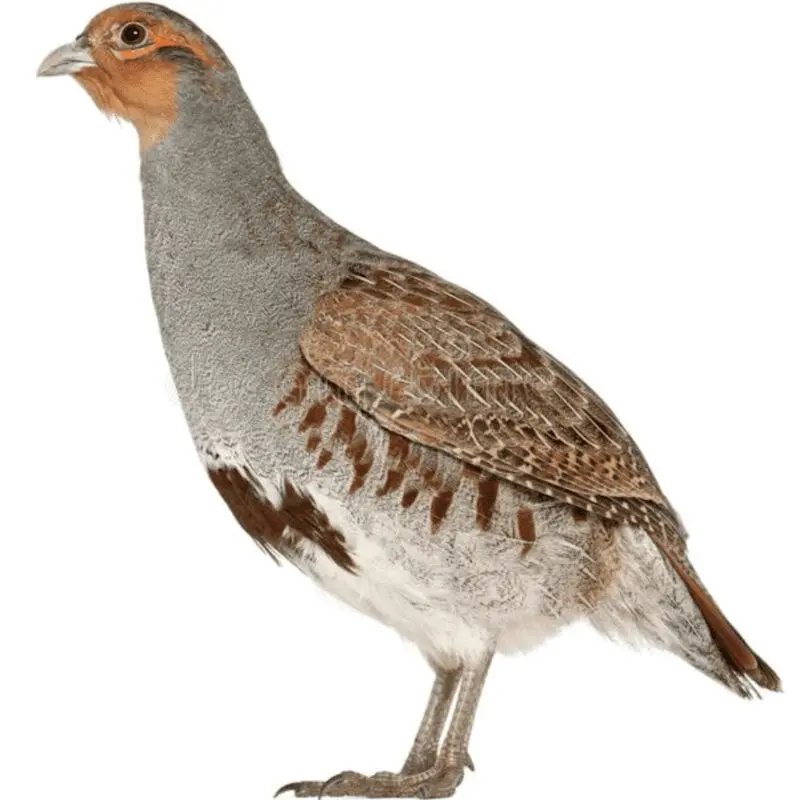 Partridge