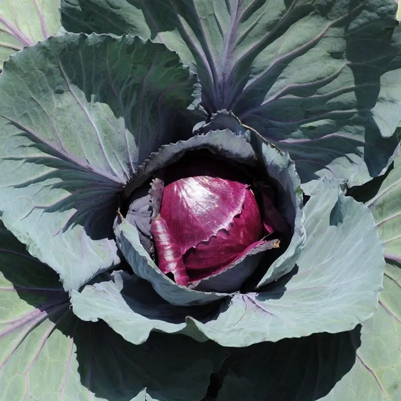 Purple cabbage