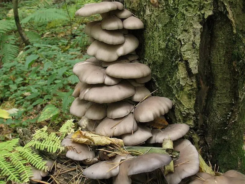 Oyster mushroom