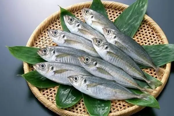 Horse mackerel