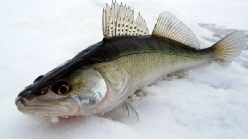 Pike perch