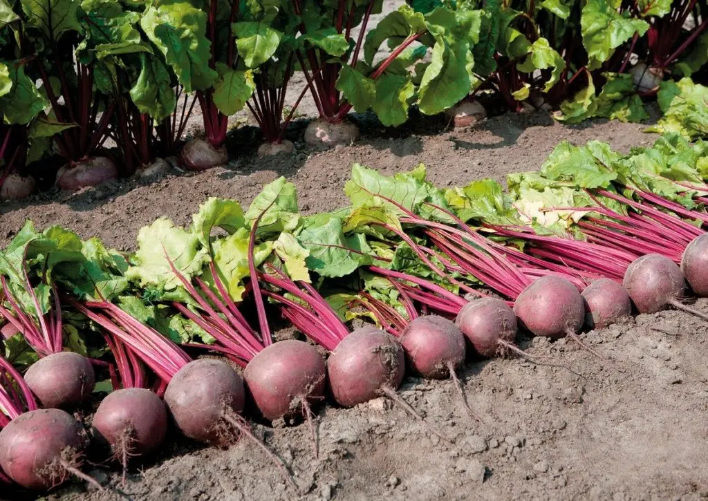 Beet