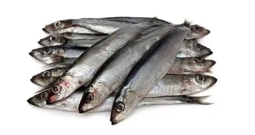 Baltic herring