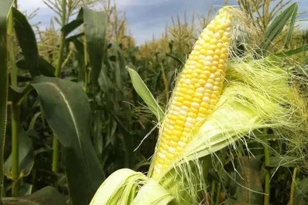 Corn