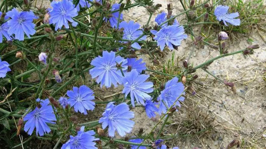 Chicory