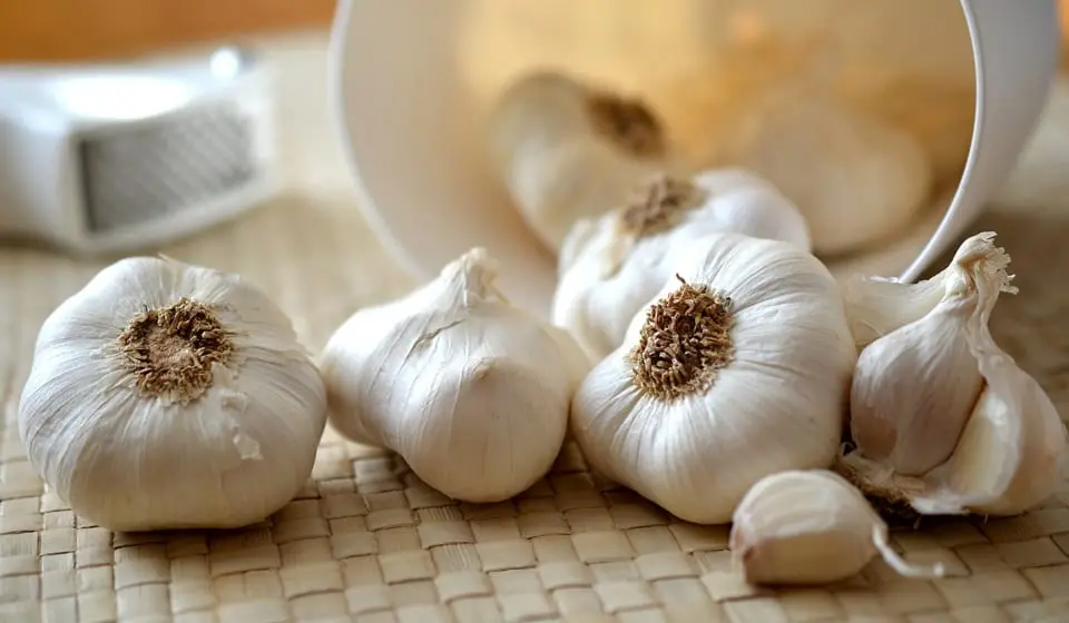 Garlic