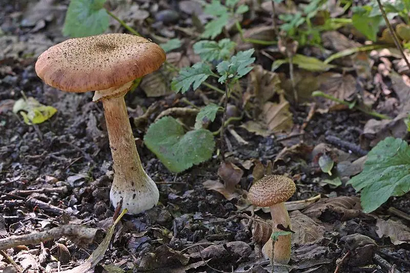 Honey mushroom