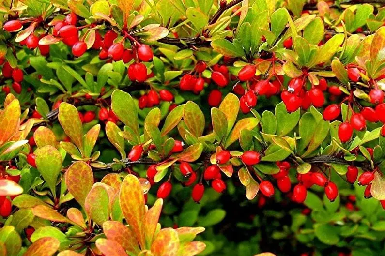 Barberry