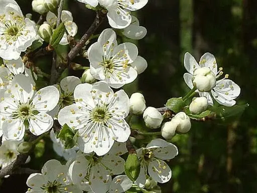 Blackthorn