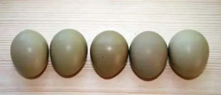 pheasant eggs