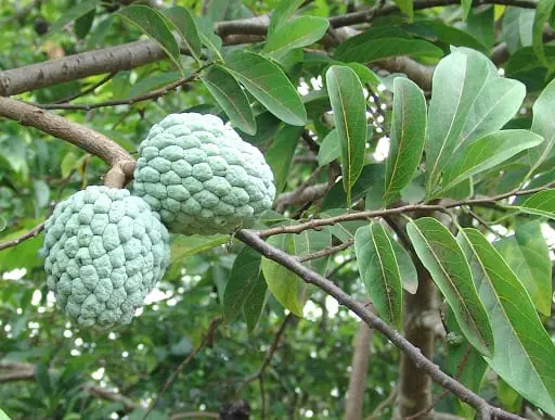 Cherimoya